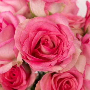 Pink Valentines Day Rose Special