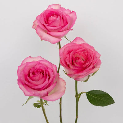 Pink Valentines Day Rose Special