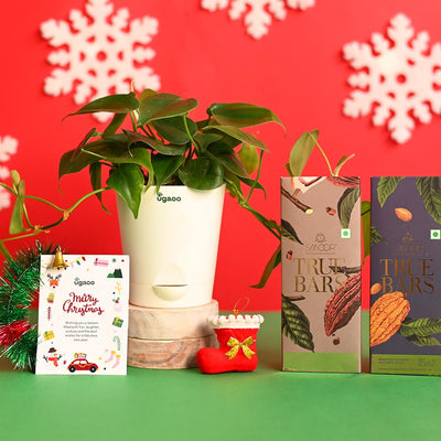 Philodendron Oxycardium Green Plant with True Bar