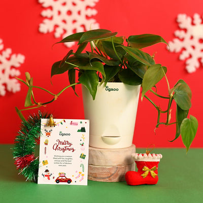 Philodendron Oxycardium Green Plant with True Bar