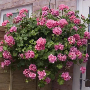 Geranium Baby Pink Creeper/Climber Flowering Live Plant