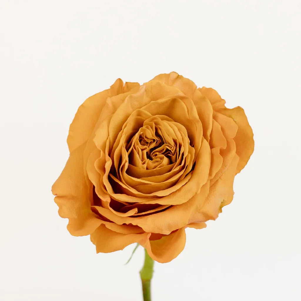 Pumpkin Spice Garden Roses