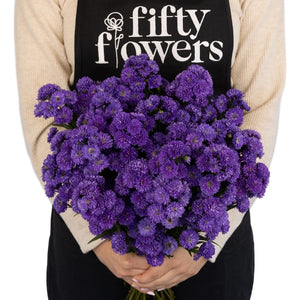 Royal Purple Duplo Aster Flowers