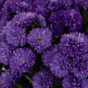 Royal Purple Duplo Aster Flowers