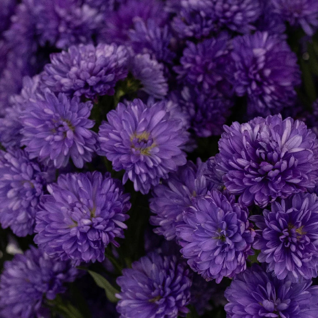 Royal Purple Duplo Aster Flowers