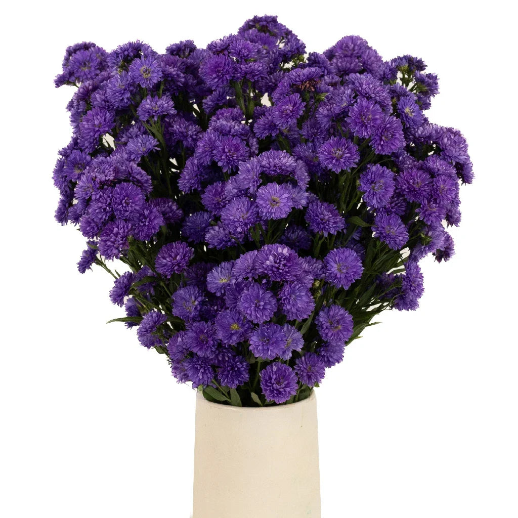 Royal Purple Duplo Aster Flowers