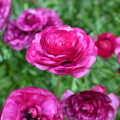 Ranunculus Pink Bulbs