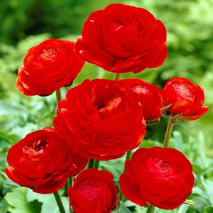 Ranunculus Red Bulbs