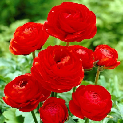 Ranunculus Red Bulbs