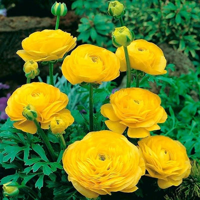 Ranunculus Yellow Bulbs