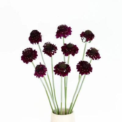 Red Velvet Scabiosa Flower