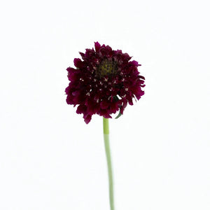Red Velvet Scabiosa Flower