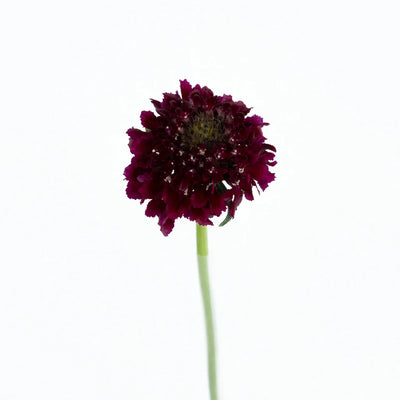 Red Velvet Scabiosa Flower