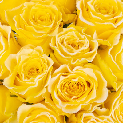 Rise and Shine Yellow Fuzzy Roses