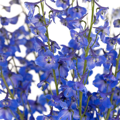 Royal Dark Blue Delphinium Flower