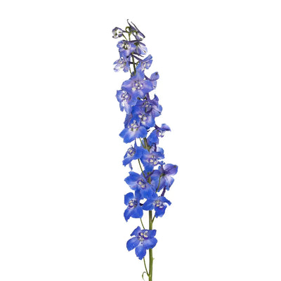 Royal Dark Blue Delphinium Flower