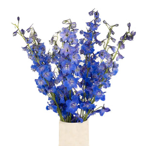 Royal Dark Blue Delphinium Flower