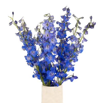 Royal Dark Blue Delphinium Flower