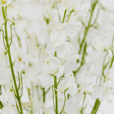 Royal White Delphinium Flowers