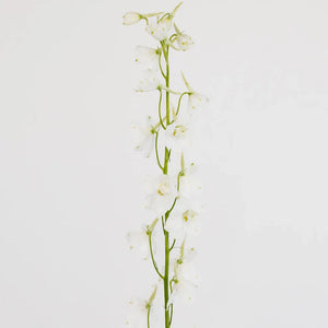 Royal White Delphinium Flowers
