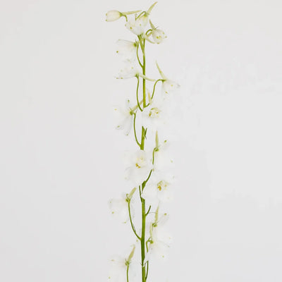 Royal White Delphinium Flowers