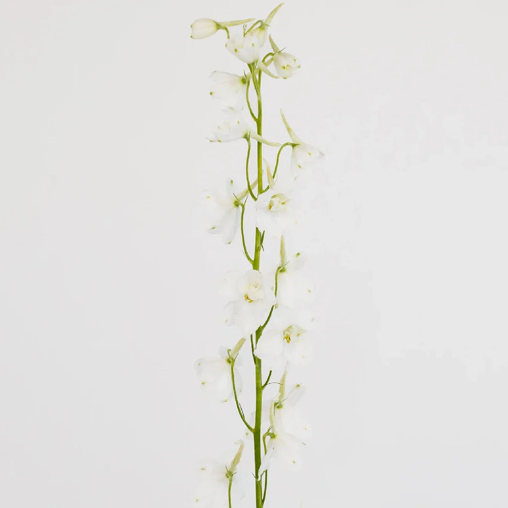 Royal White Delphinium Flowers