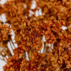 Rust Brown Dried Andean Asters