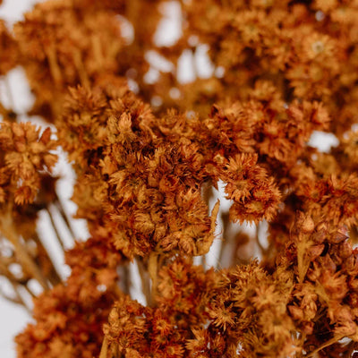 Rust Brown Dried Andean Asters