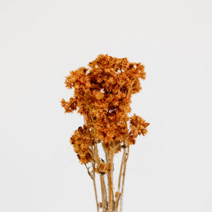 Rust Brown Dried Andean Asters
