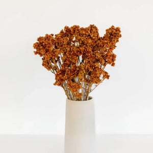 Rust Brown Dried Andean Asters
