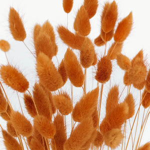 Rust Brown Dried Bunny Tail Grass