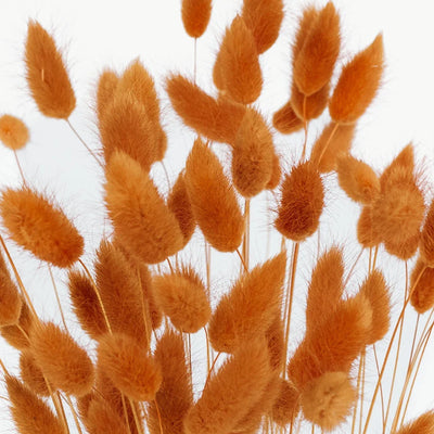 Rust Brown Dried Bunny Tail Grass