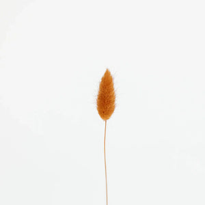 Rust Brown Dried Bunny Tail Grass