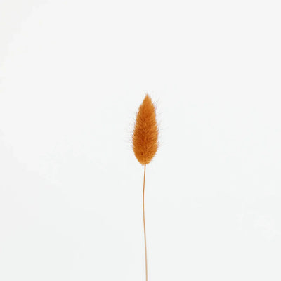 Rust Brown Dried Bunny Tail Grass