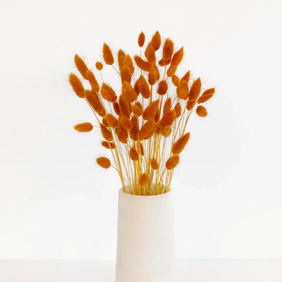 Rust Brown Dried Bunny Tail Grass