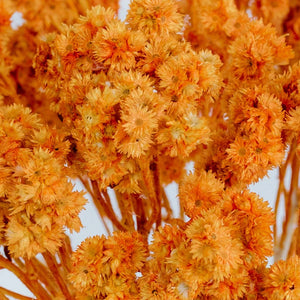 Orange Dried Andean Asters