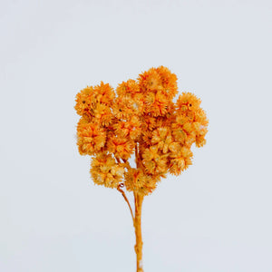 Orange Dried Andean Asters