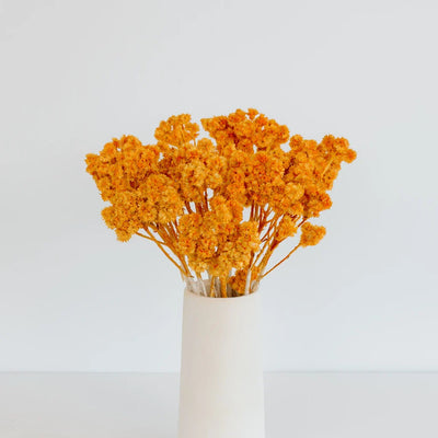Orange Dried Andean Asters