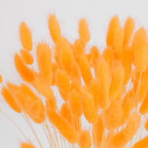 Orange Dried Bunny Tail Grass
