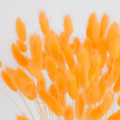 Orange Dried Bunny Tail Grass