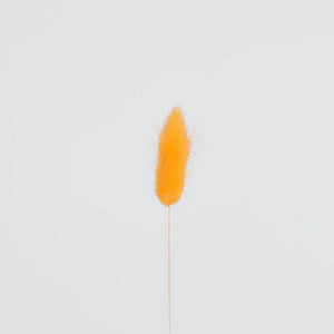 Orange Dried Bunny Tail Grass
