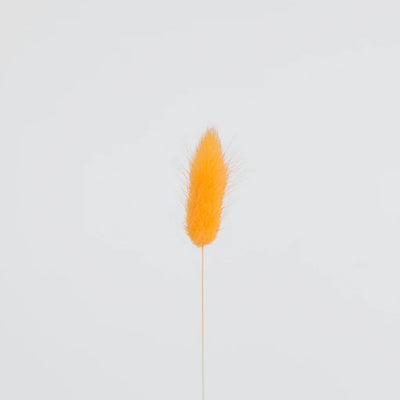 Orange Dried Bunny Tail Grass