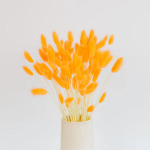 Orange Dried Bunny Tail Grass