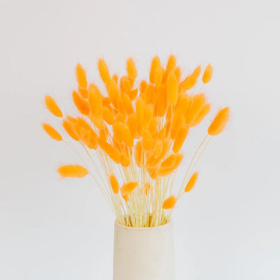 Orange Dried Bunny Tail Grass