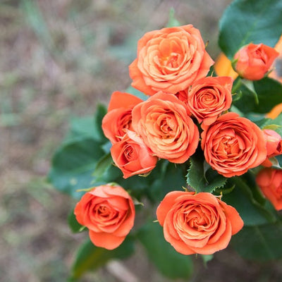 Bold Wildflower Wedding