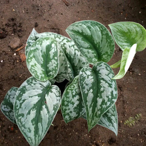 Silver Pothos (Scindapsus pictus) Money Plant Indoor Live Plant