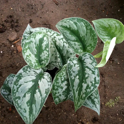 Silver Pothos (Scindapsus pictus) Money Plant Indoor Live Plant