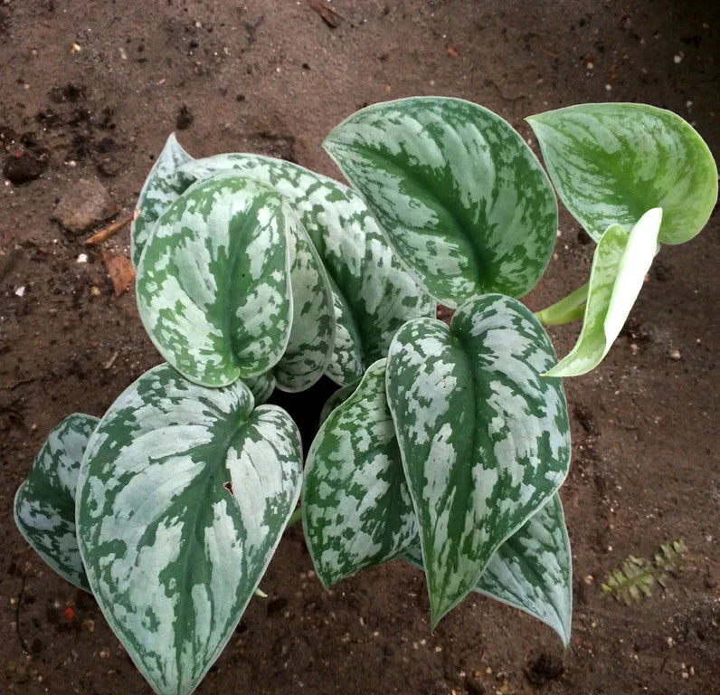 Silver Pothos (Scindapsus pictus) Money Plant Indoor Live Plant
