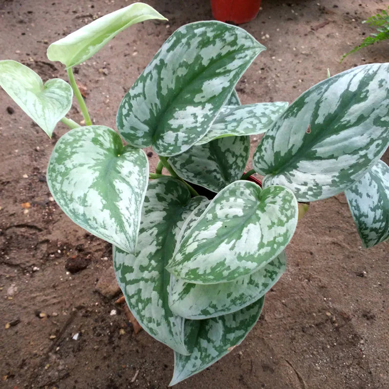 Silver Pothos (Scindapsus pictus) Money Plant Indoor Live Plant