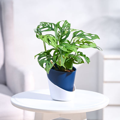 Broken Heart Plant